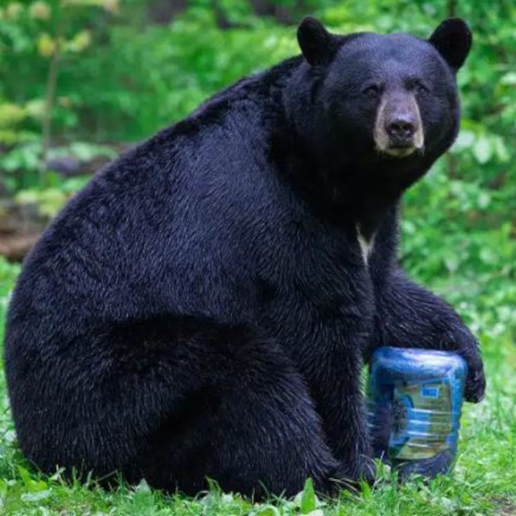 BearVault BV500-Journey Food Canister - Image 4